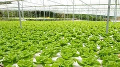 How to set up an Hydroponic Garden