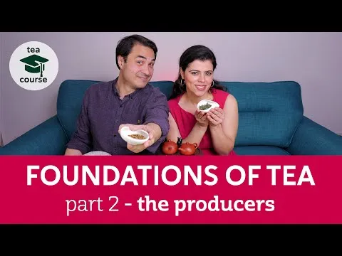 The 6 Types of Tea - How are they made? FOUNDATIONS OF TEA COURSE Pt2 - The Producers