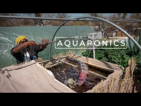 Backyard Aquaponics Farming Fresh Fish and Vegetables PARAGRAPHIC