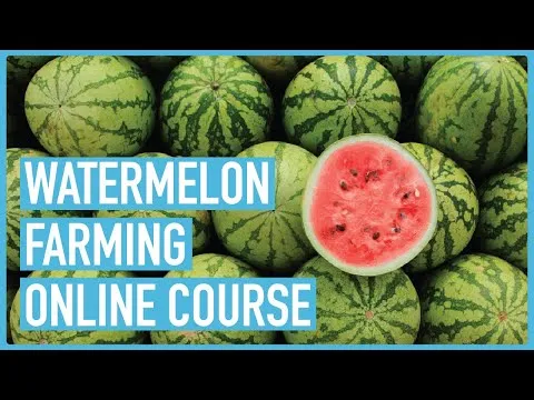 Watermelon Farming 101: The Essentials You Need to Know - Course Outline