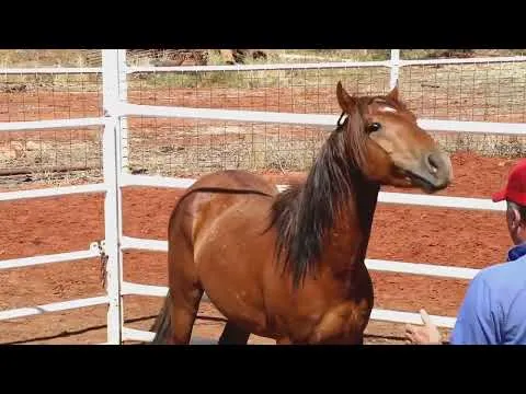 4BP Horses Training Program Online