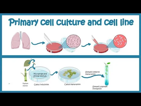 Primary Cell culture and cell line Cell culture basics