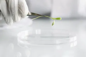 Introduction to Genetic Transformation in Plant Cells