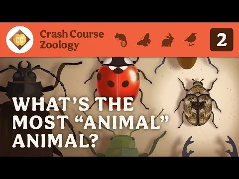 What‚aos the Most ‚auAnimal‚au Animal? Crash Course Zoology #2