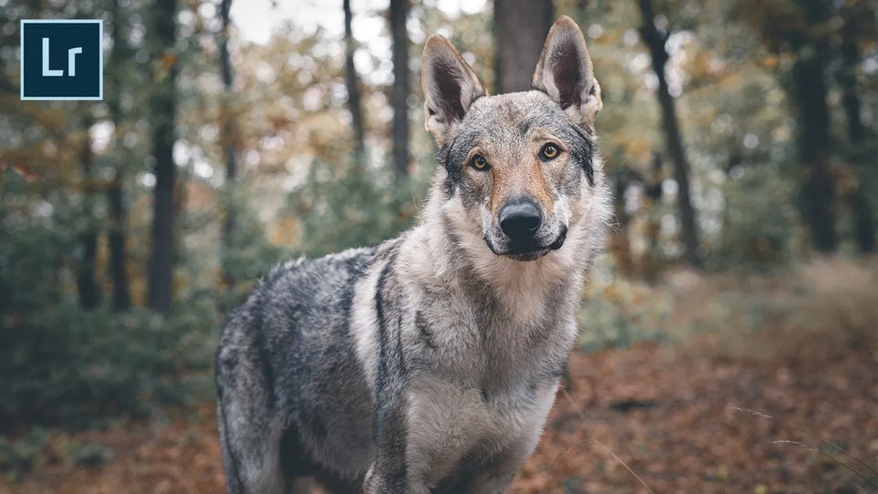 Dog Photography - Wolfdog Moody Edit in Lightroom