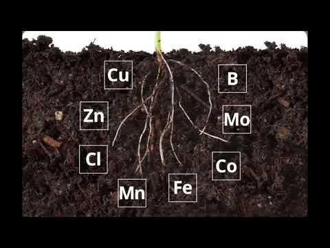 Basic Soil Science 101 in 5 Minutes