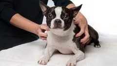 Basic Canine Acupressure for Dog Owners
