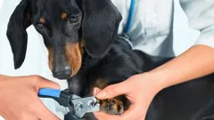 How to confidently trim your dogs nails at home
