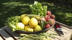 Vegetable Gardening: How to Grow Healthy Fresh Food at Home