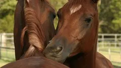 Equine Behavior (1st in a Series)