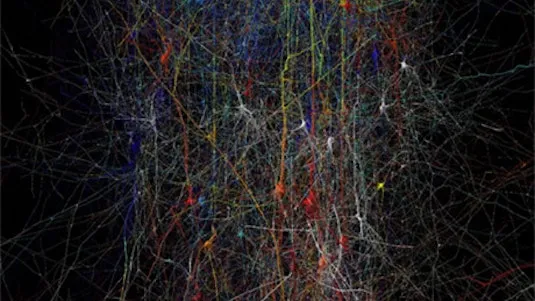 Synapses Neurons and Brains