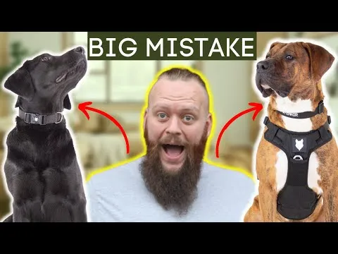 Dog Training Mistakes In Teenage Phase