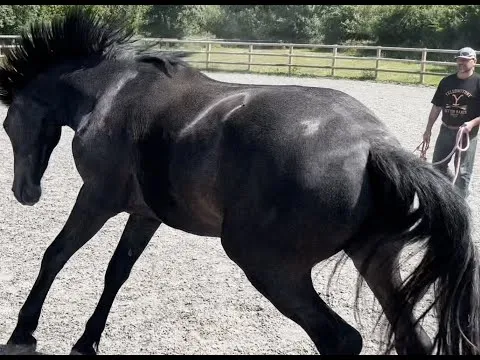 This horse has known so much pain! What can I do to help?!