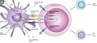Fundamentals of Immunology: T Cells and Signaling