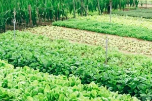 Growing Organic Food Sustainably